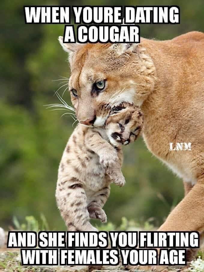 Anyone want more cougar memes in this sub?