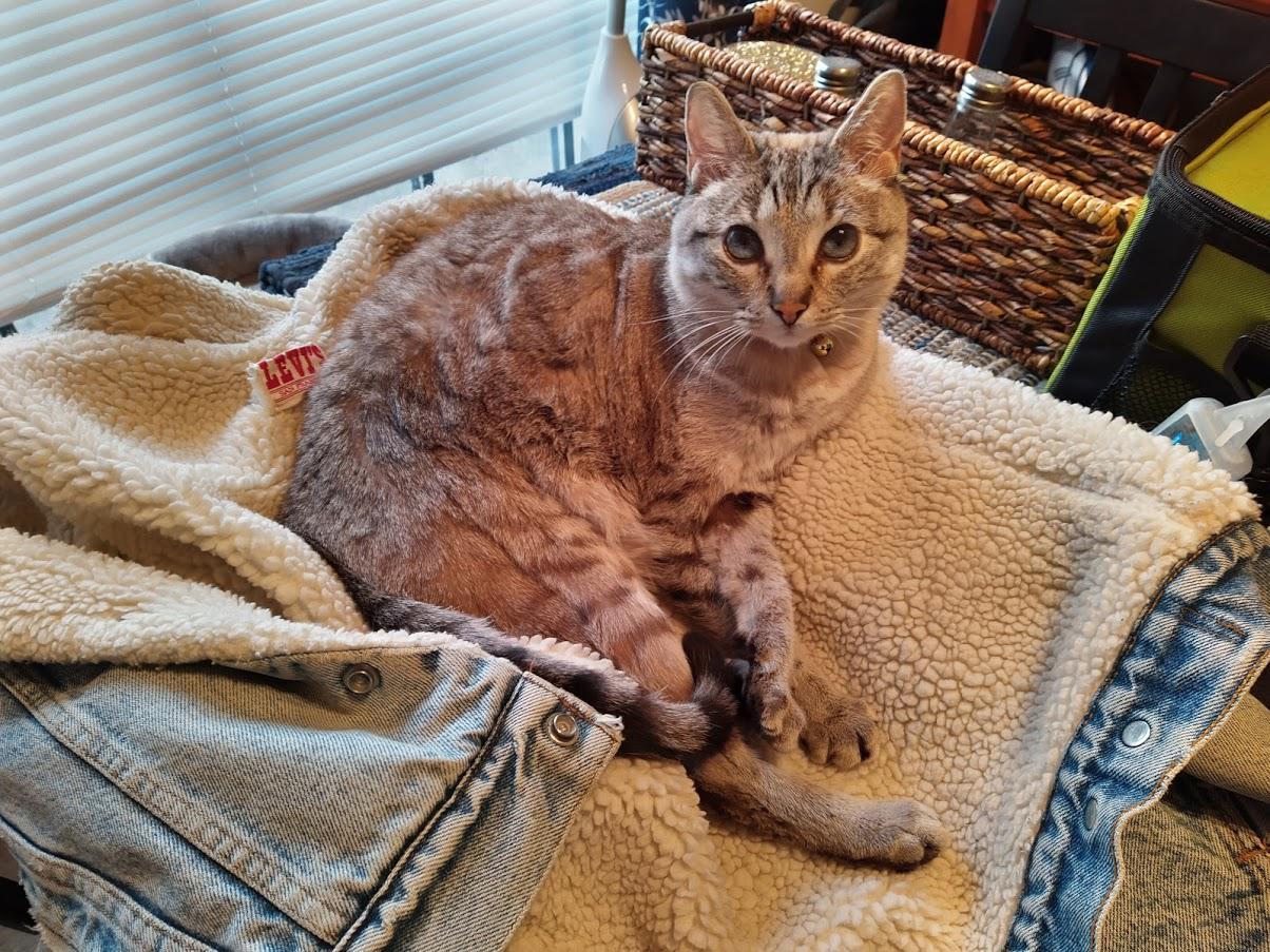 anywhere we put this jacket, he will lay on it