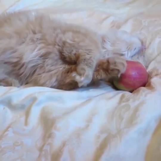 Apple weirdo