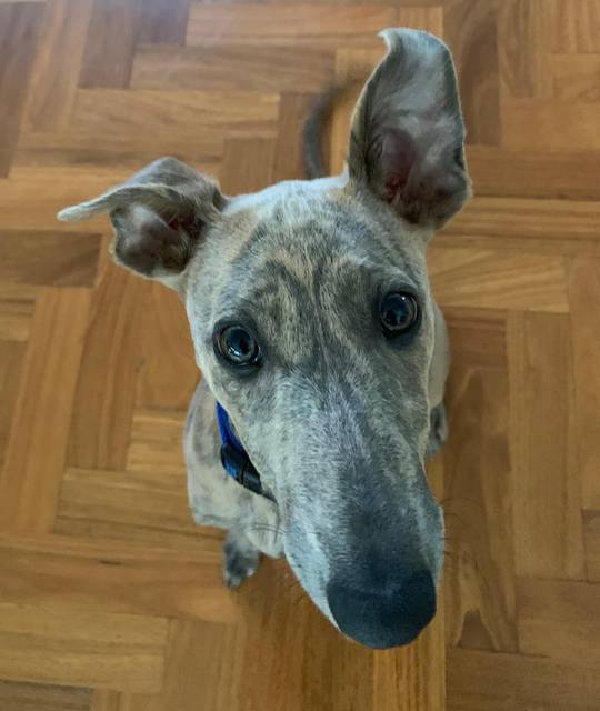 Are we doing snoots?