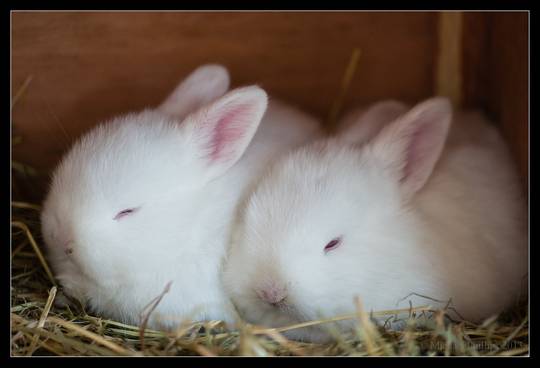 Arent Bunnies just adorable?