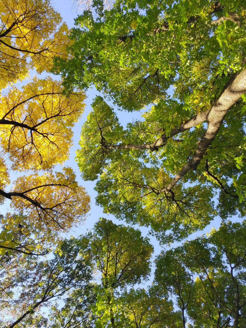 Ash trees in southeastern PA zone 6 Stunning crown shyness! It's refreshing to see such vibrant ash. We are seeing so much ash tree loss from the emerald ash borer in this area.
