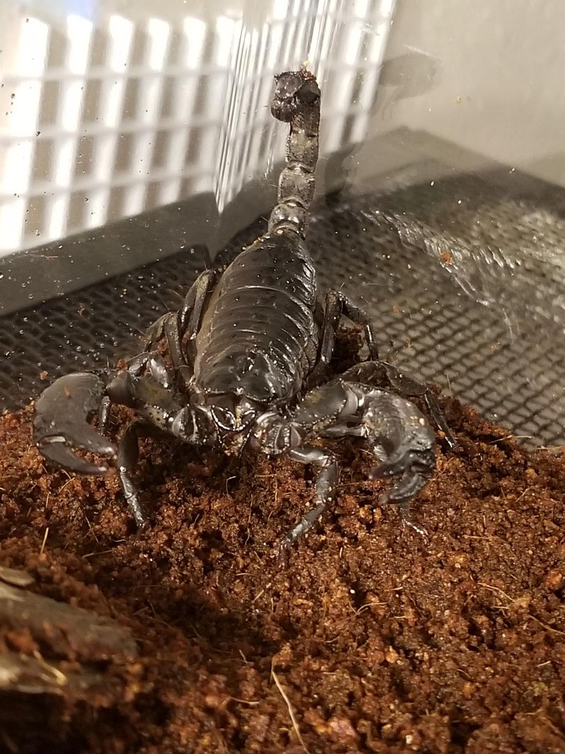 asian forest scorpion or emperor scorpion? Pretty much had him just dropped on my doorstep because the previous owners were too scared of him/her