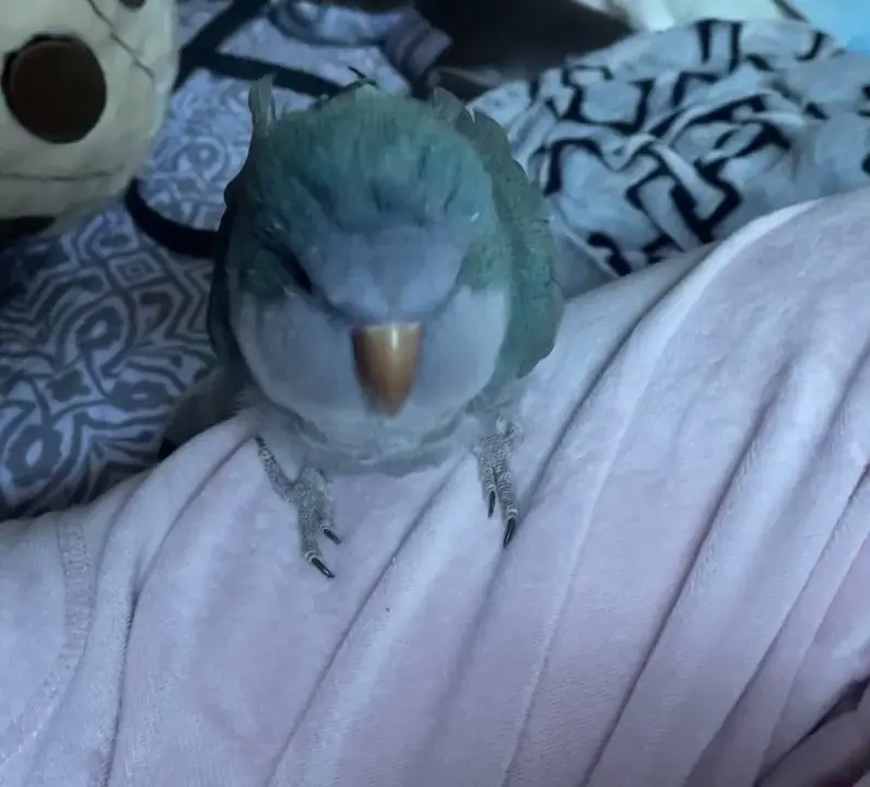 ASMR beak grinding 🐦💕