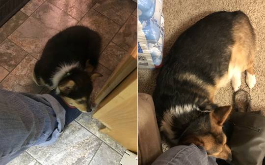 At 2 days home, Ducky fell asleep on my slipper... Some things never change:)