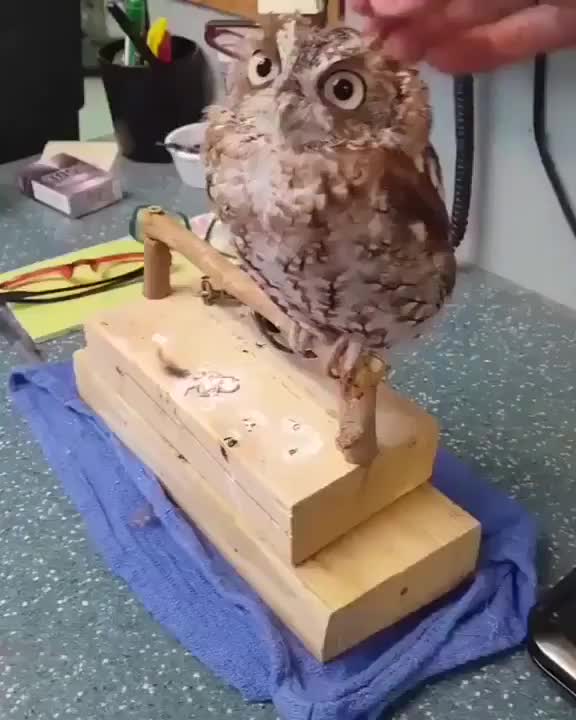 Aww yea headscratches