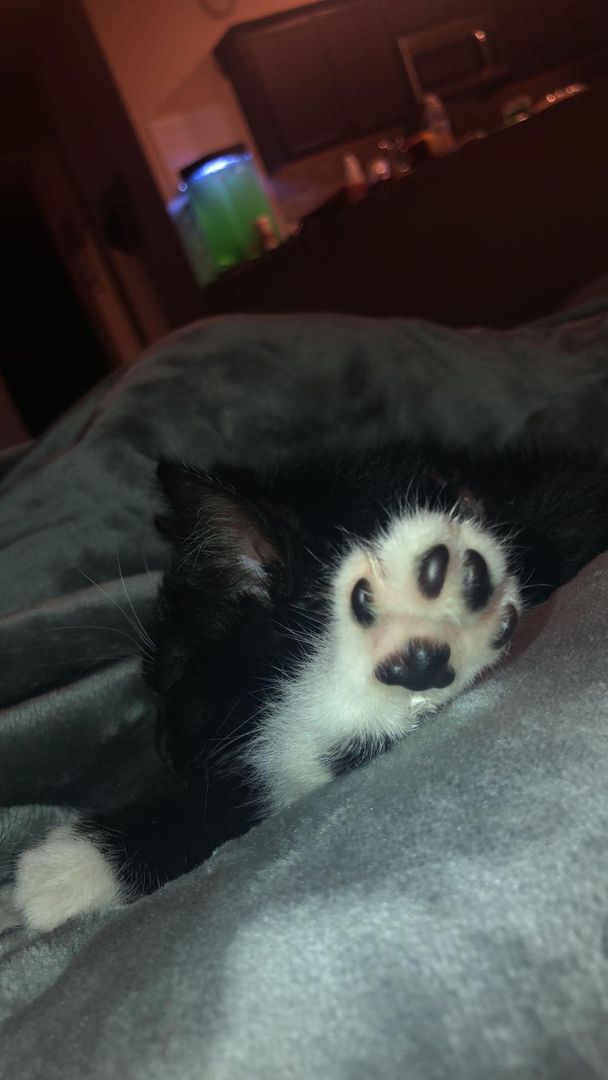 Baby Beans ready you grow