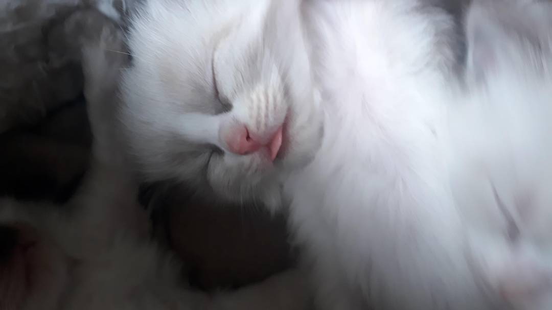 Baby Blep