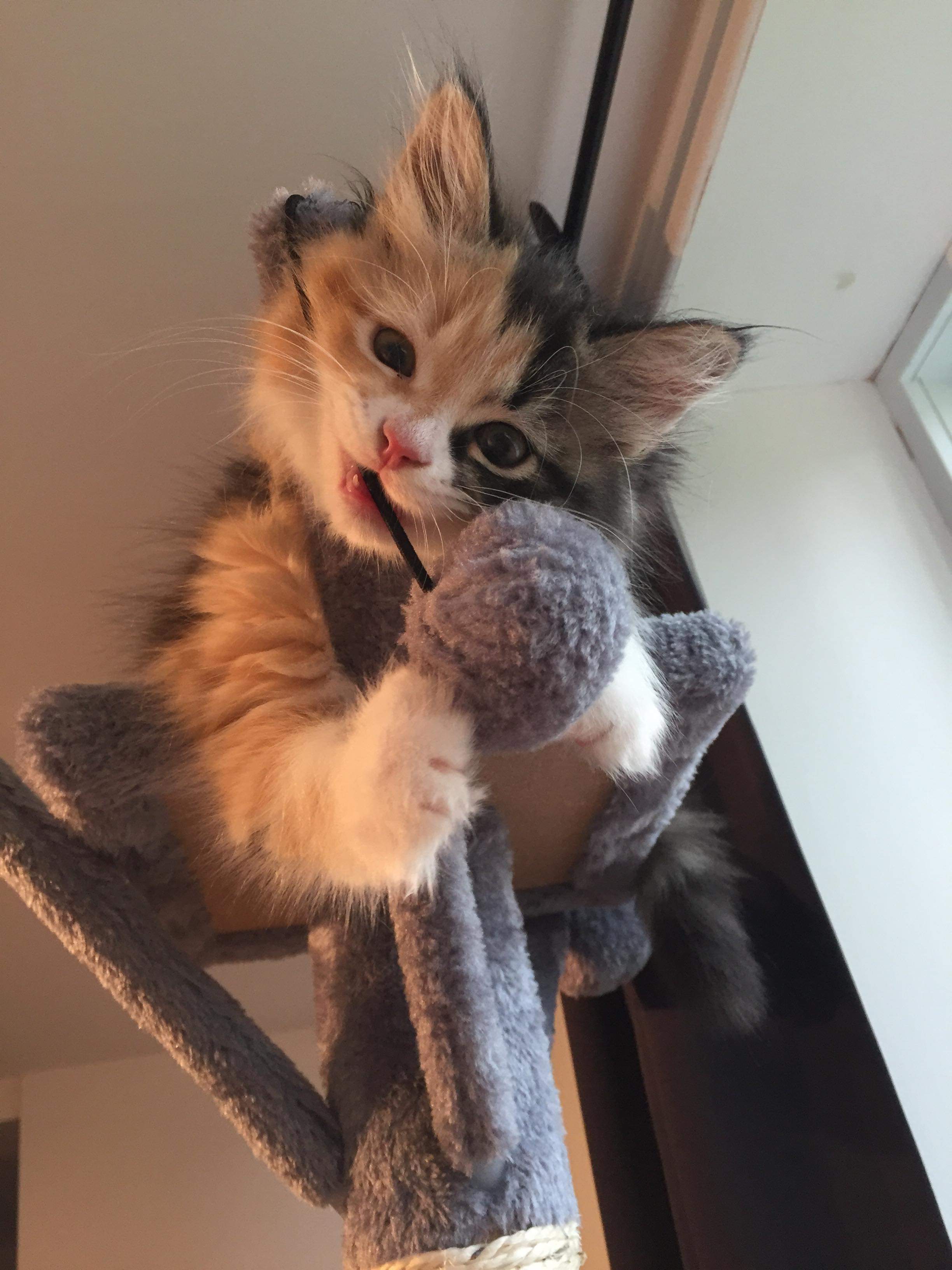 Discover more like CalicoKittys: Baby Charlotte and Related Content Scrolller