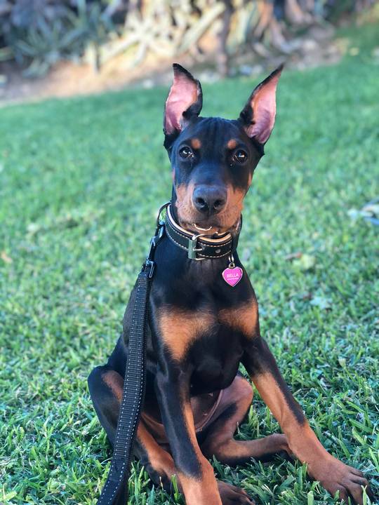 Baby Doberman with Baby Yoda Ears