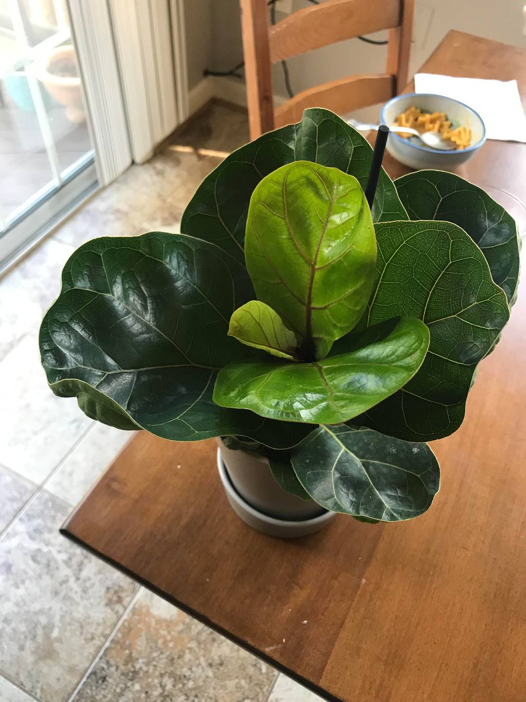 Baby Fiddle Fig from Trader Joe’s!