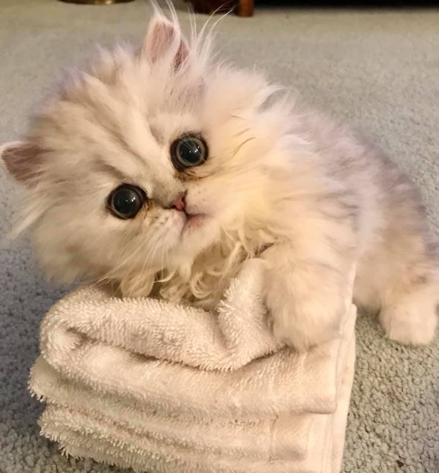 Baby floof helping with the laundry