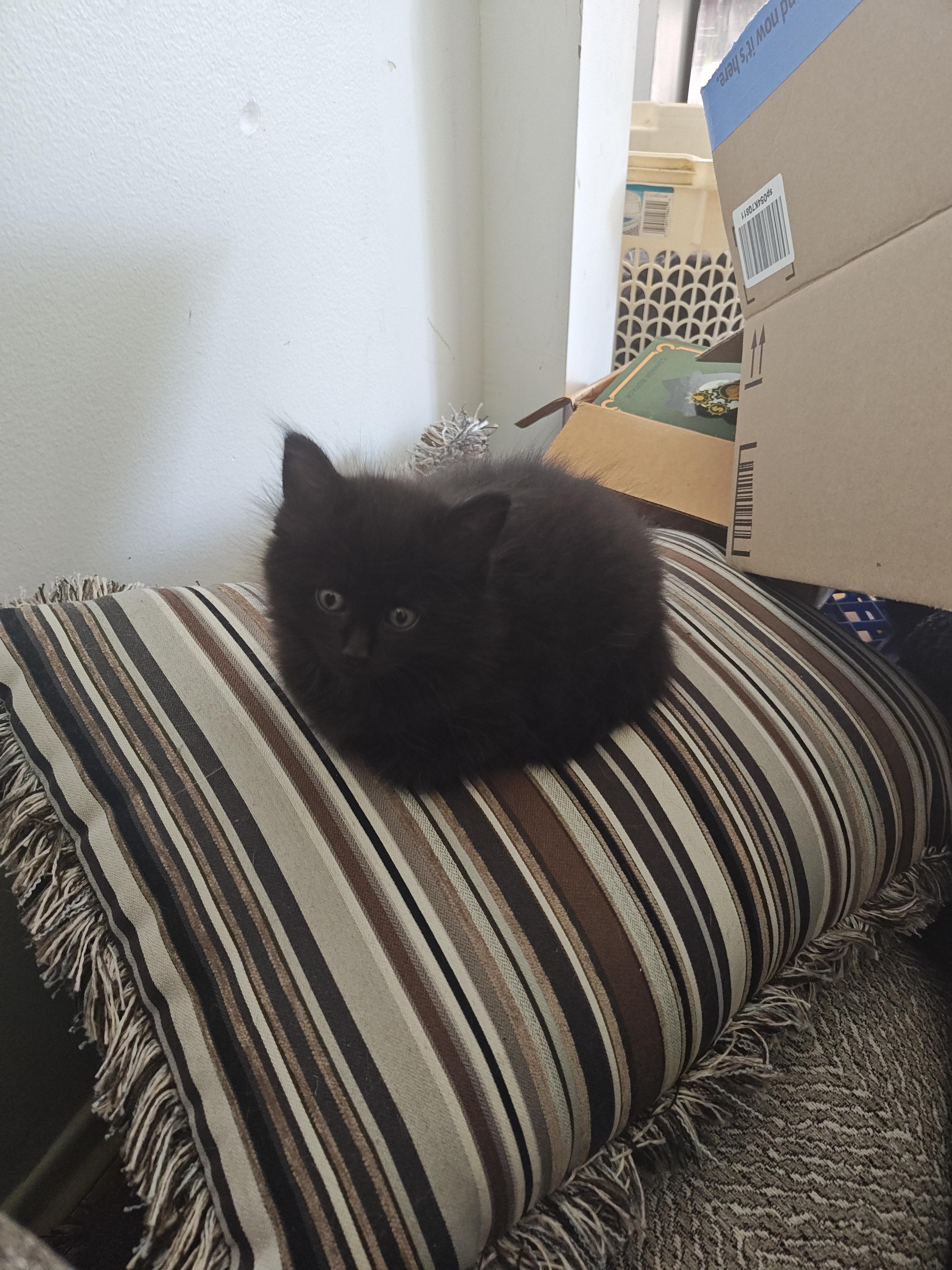 Baby Loaf