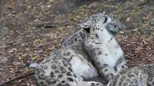 Baby snow leopard wants a hug