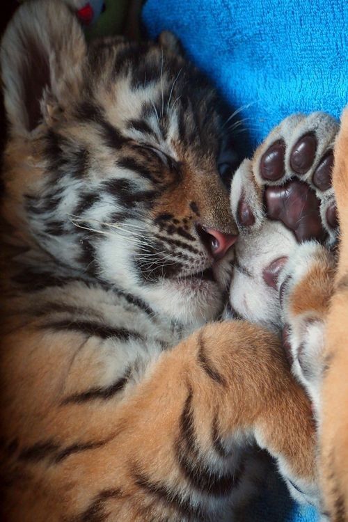 Baby tiger beans