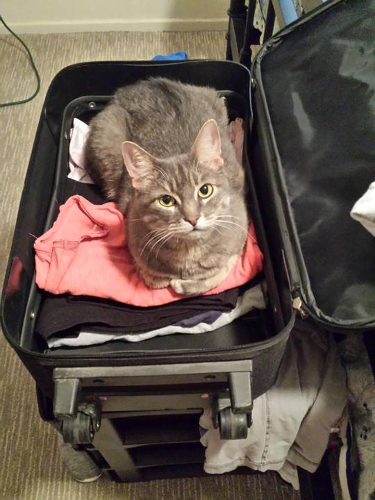 Baggage inspector