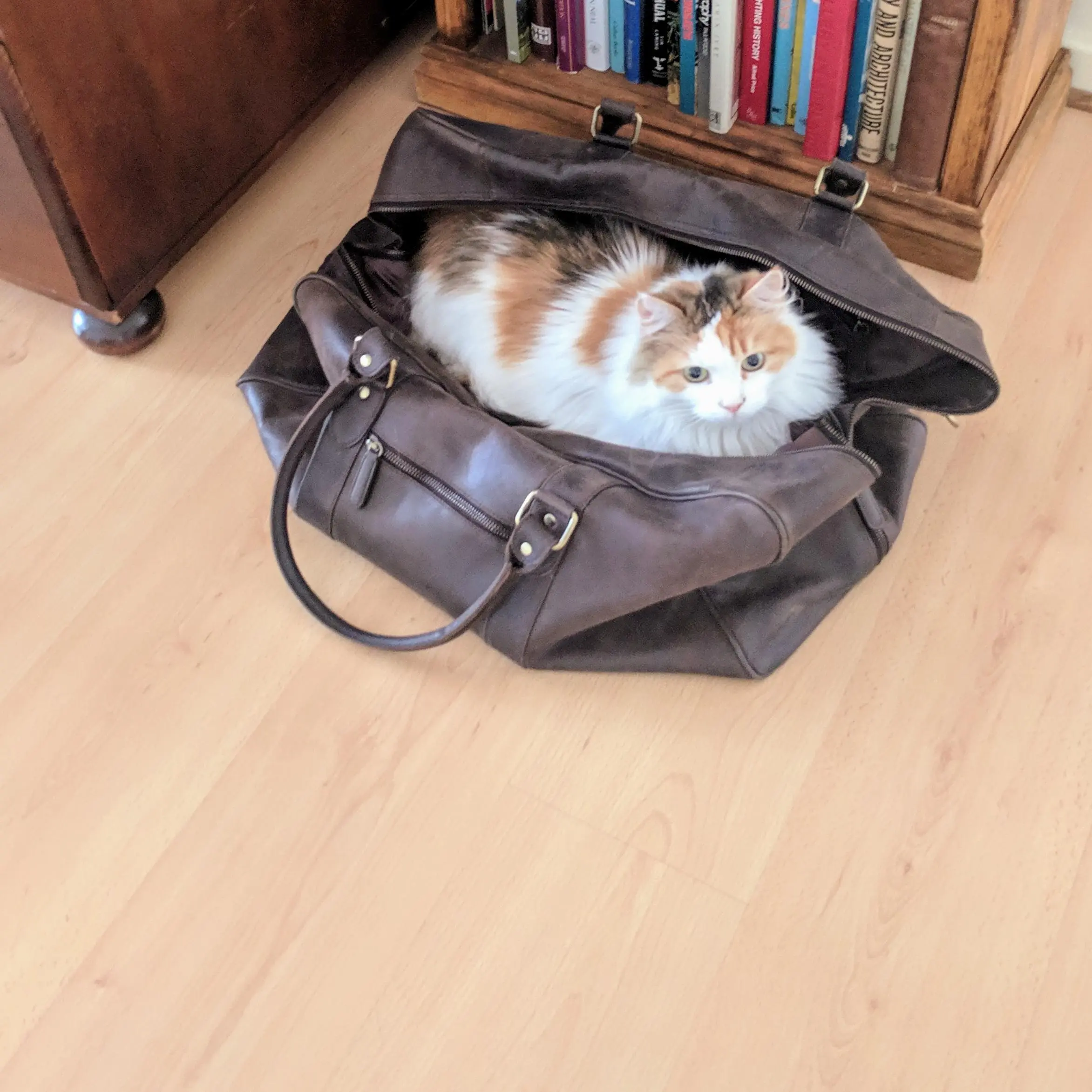 Bagged myself a cat. | Scrolller