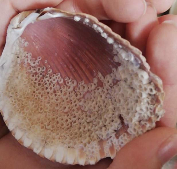 Barnacles on a shell | Scrolller
