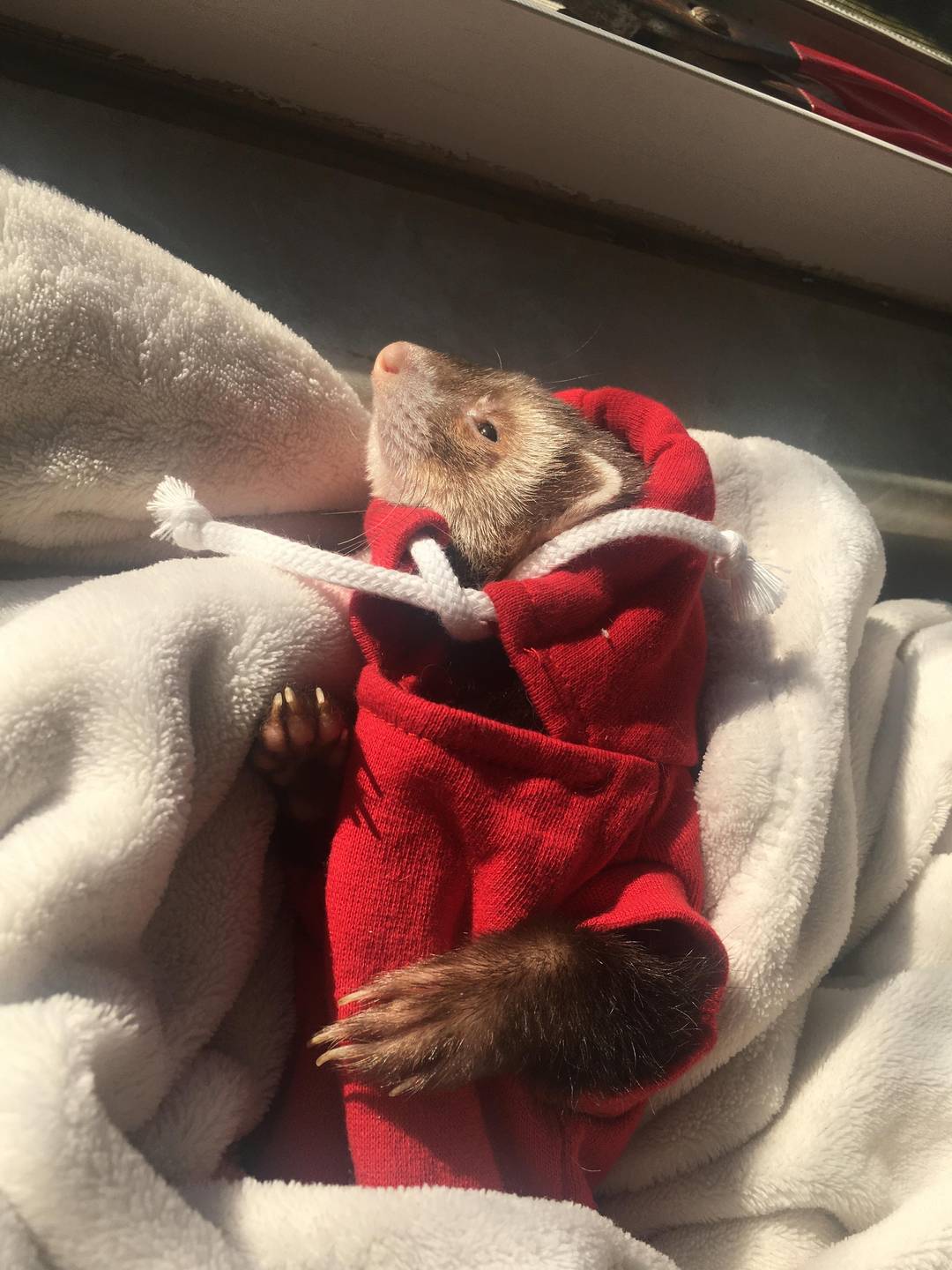 Basking in the sun ☀️ Reddit, meet one of my boys, Pinkman 🐾❤️