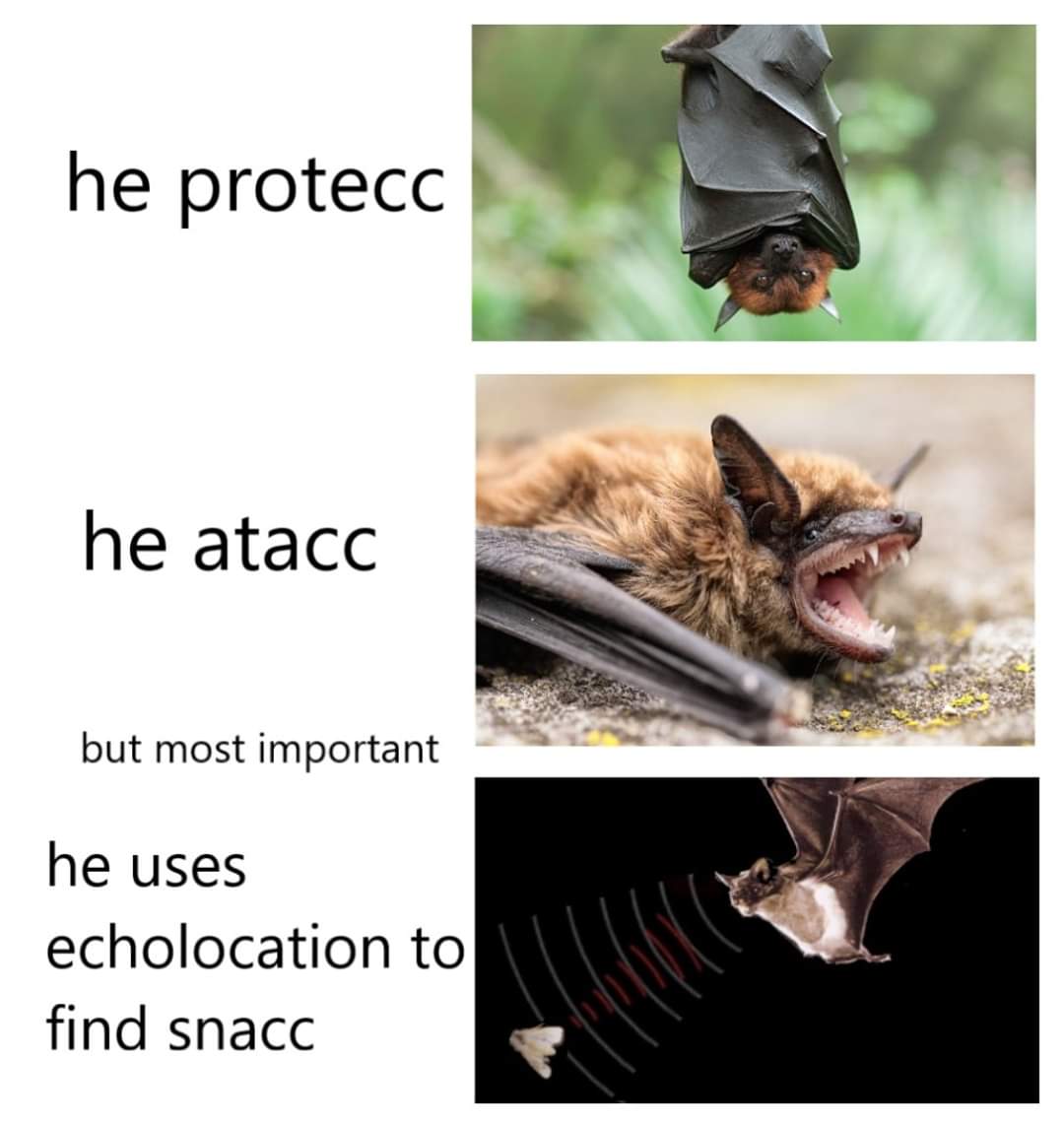 bat fact