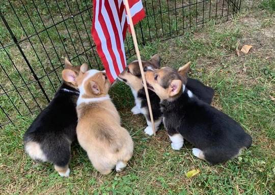 Battle of Iwo Jima, 1945 (Colorized)