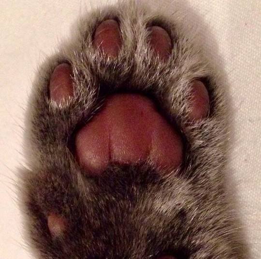 Beans porn courtesy of Muffin Scrolller