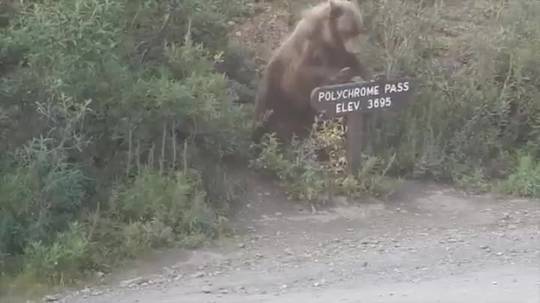 Bear vs. Sign