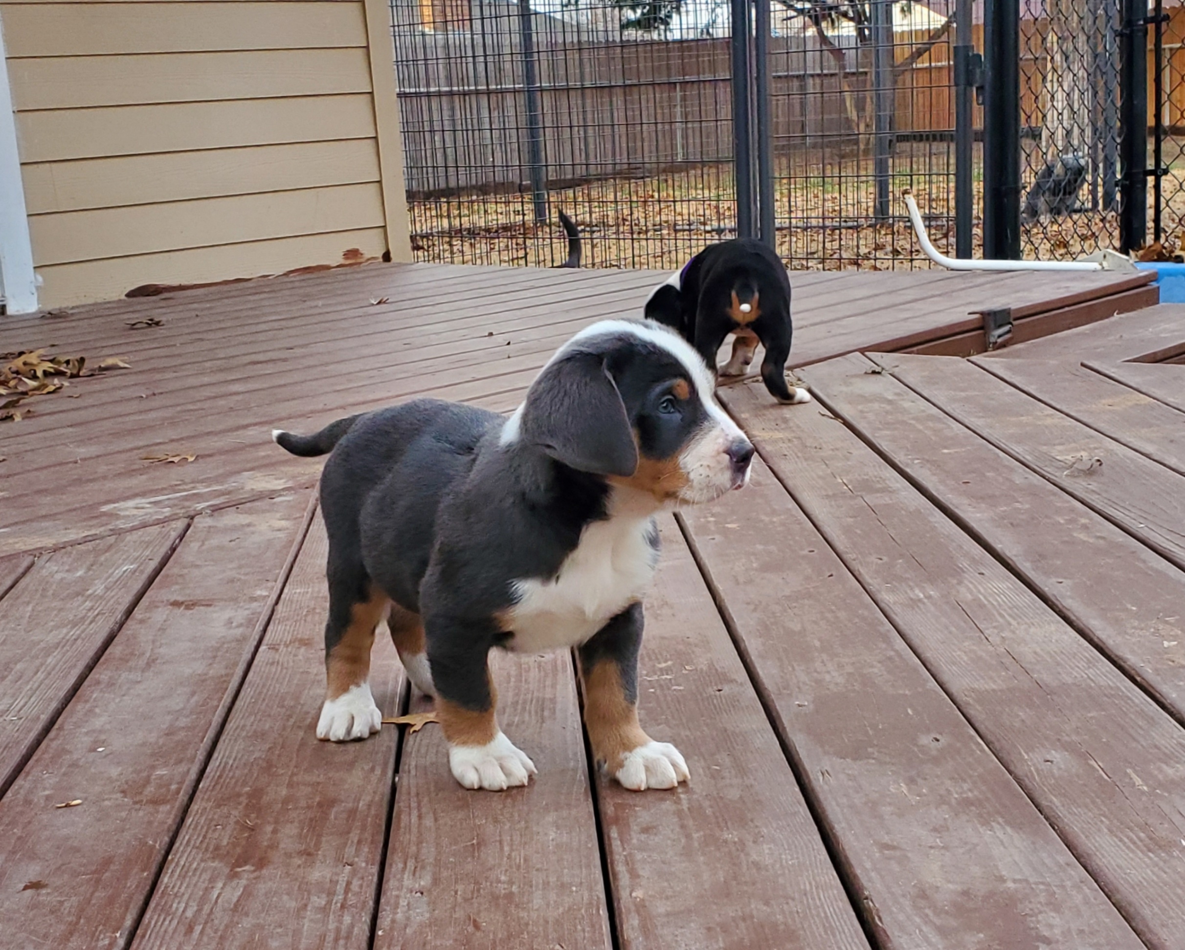 Blue Swissy Beautiful Blue Swissy Pup - Meet Sawyer! | Scrolller