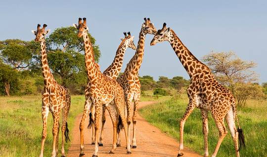 Beautiful giraffes