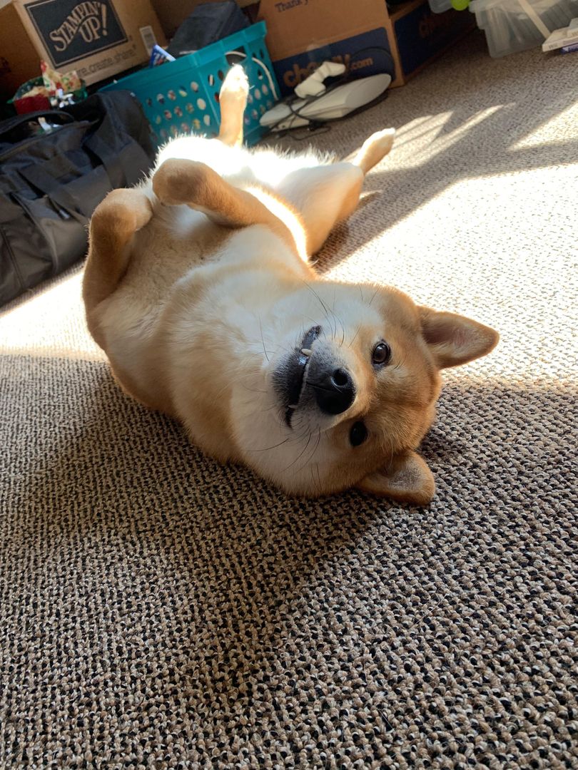 Belly rubs, please?