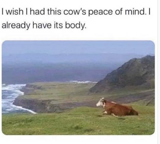 Bessie the cow got a comeback