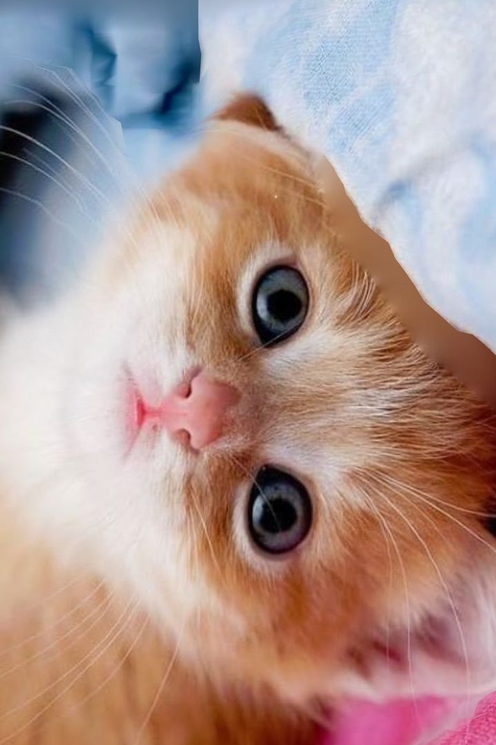 Beyond cuteness.