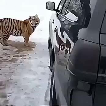 Big cat but still just a kitty at heart.