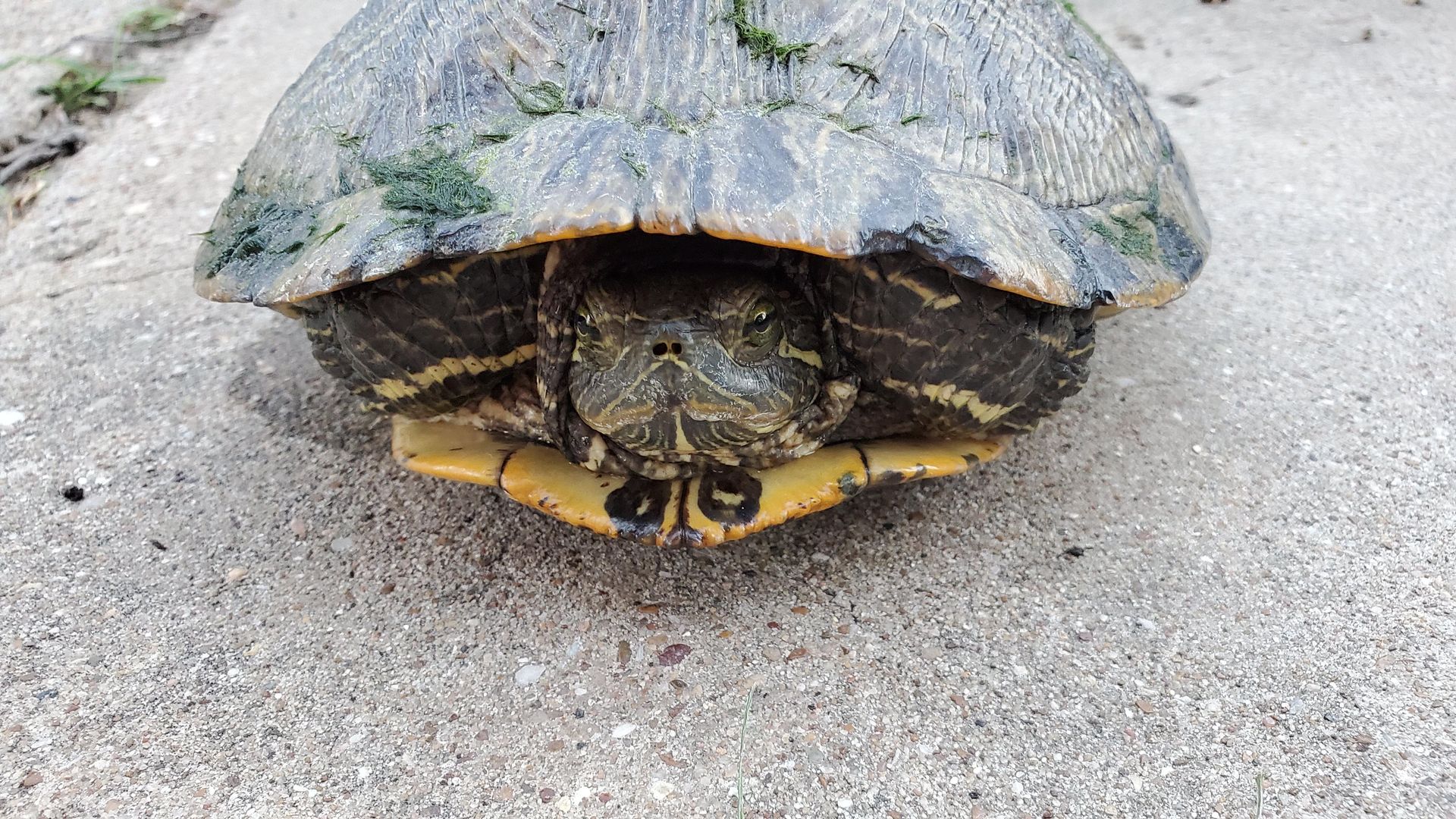 Big red ear came by to say 'Hi'