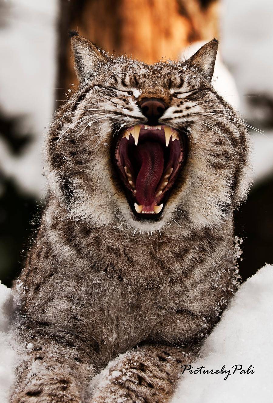 Big yawn!