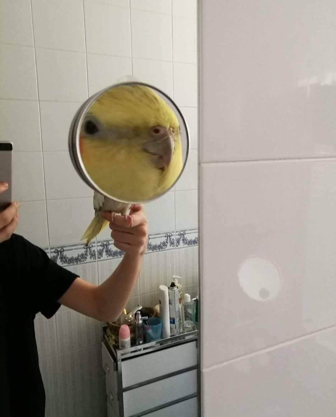 BigFaceBirb