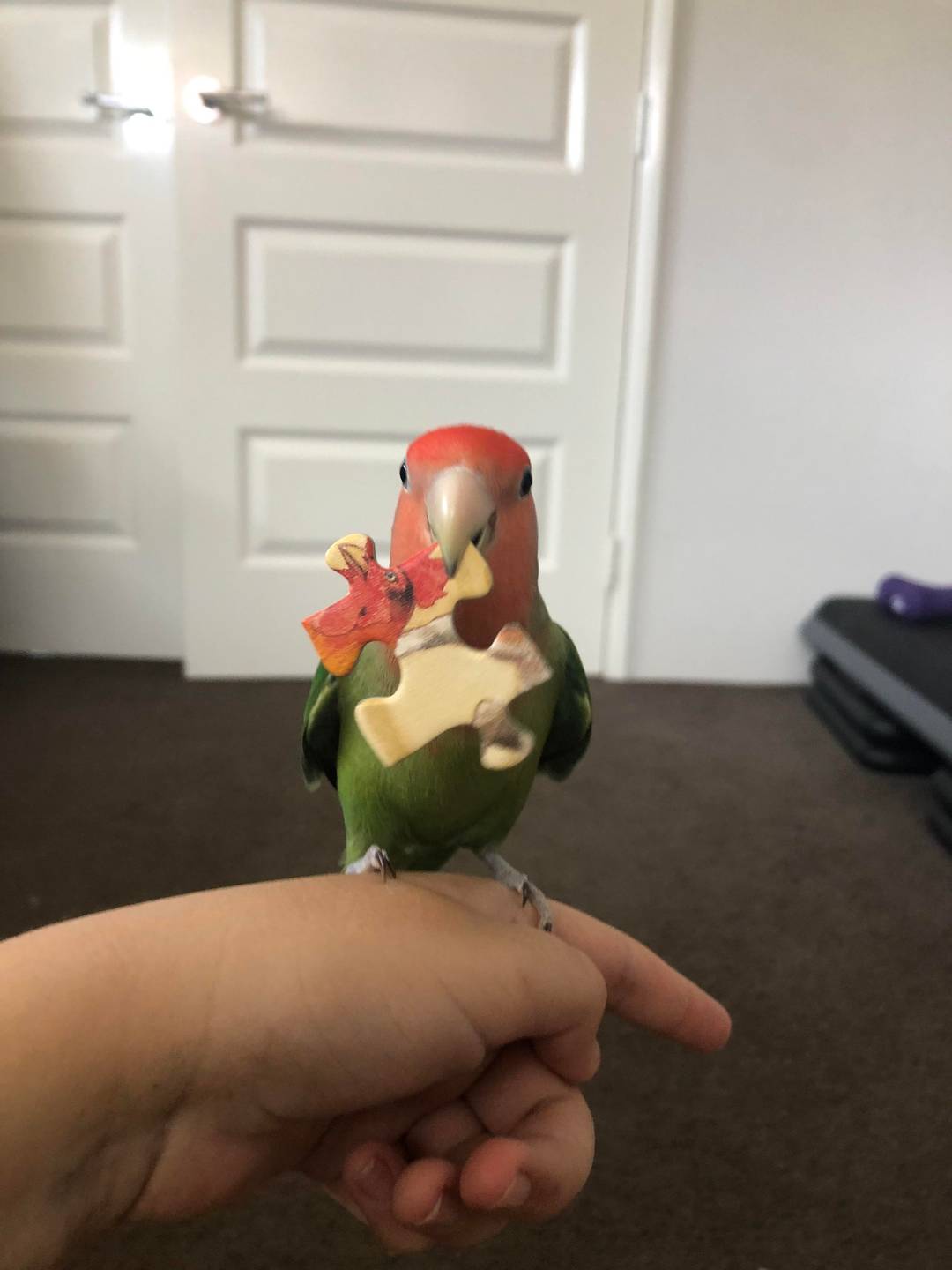 birb strongly dislikes puzzle