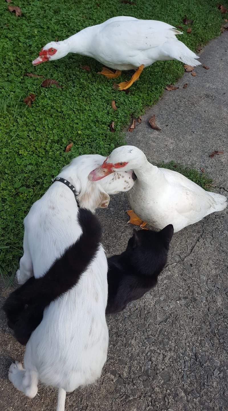 Bird dog, barn cat and ducks. Just Bros. No chaos.
