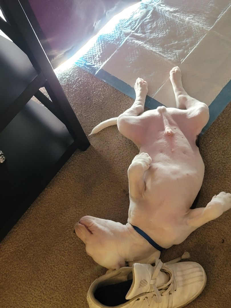 biting shoes is exhausting