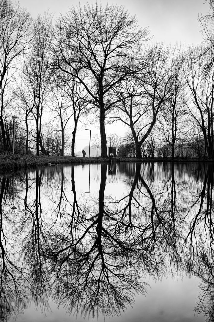 Black and white reflection of a tree
