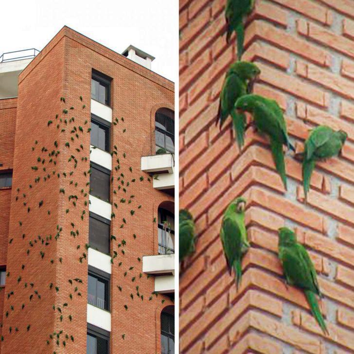 Parrot Pillar Party