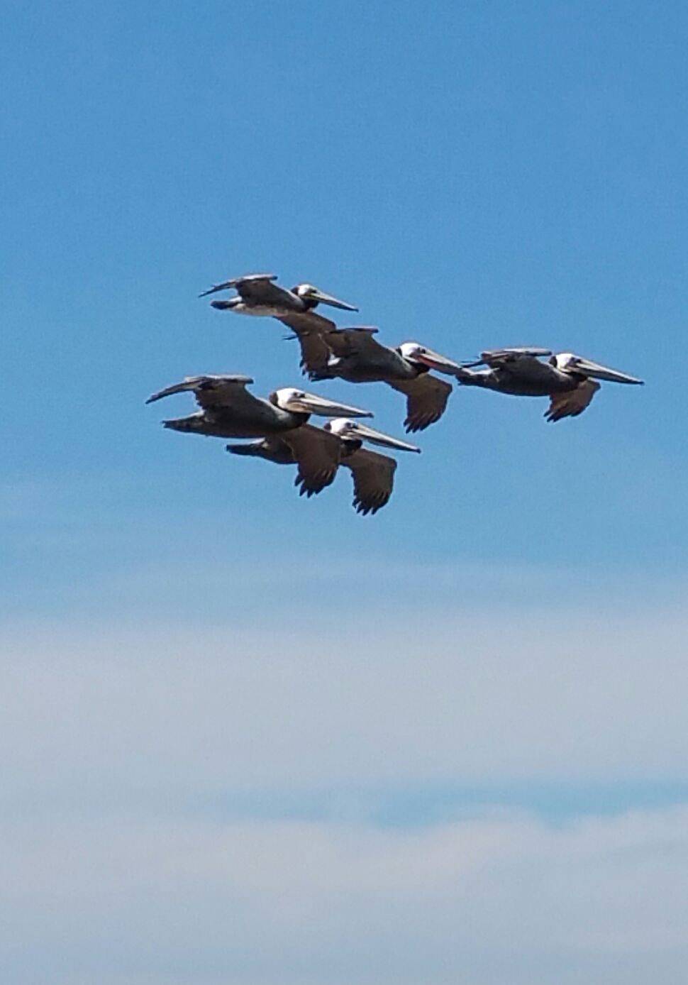 Blue Angels over Imperial Beach