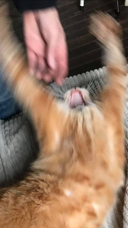Blurry picture of a cat