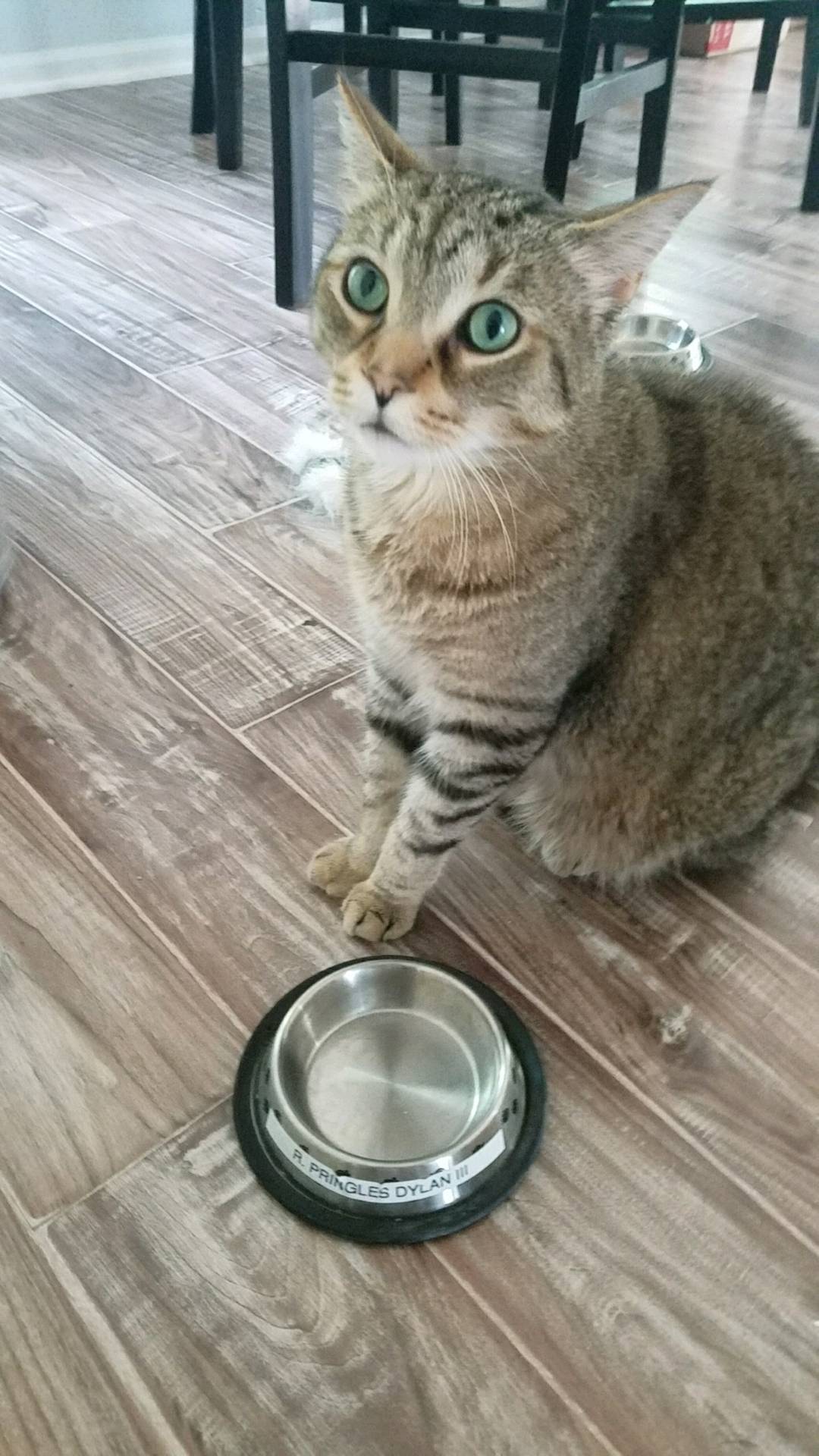 Bob Dylan finds the emptiness of his food dish alarming.