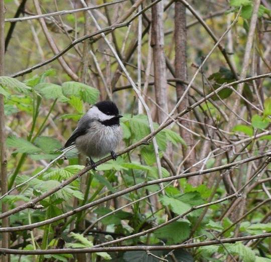 Borb with tiny branch holders