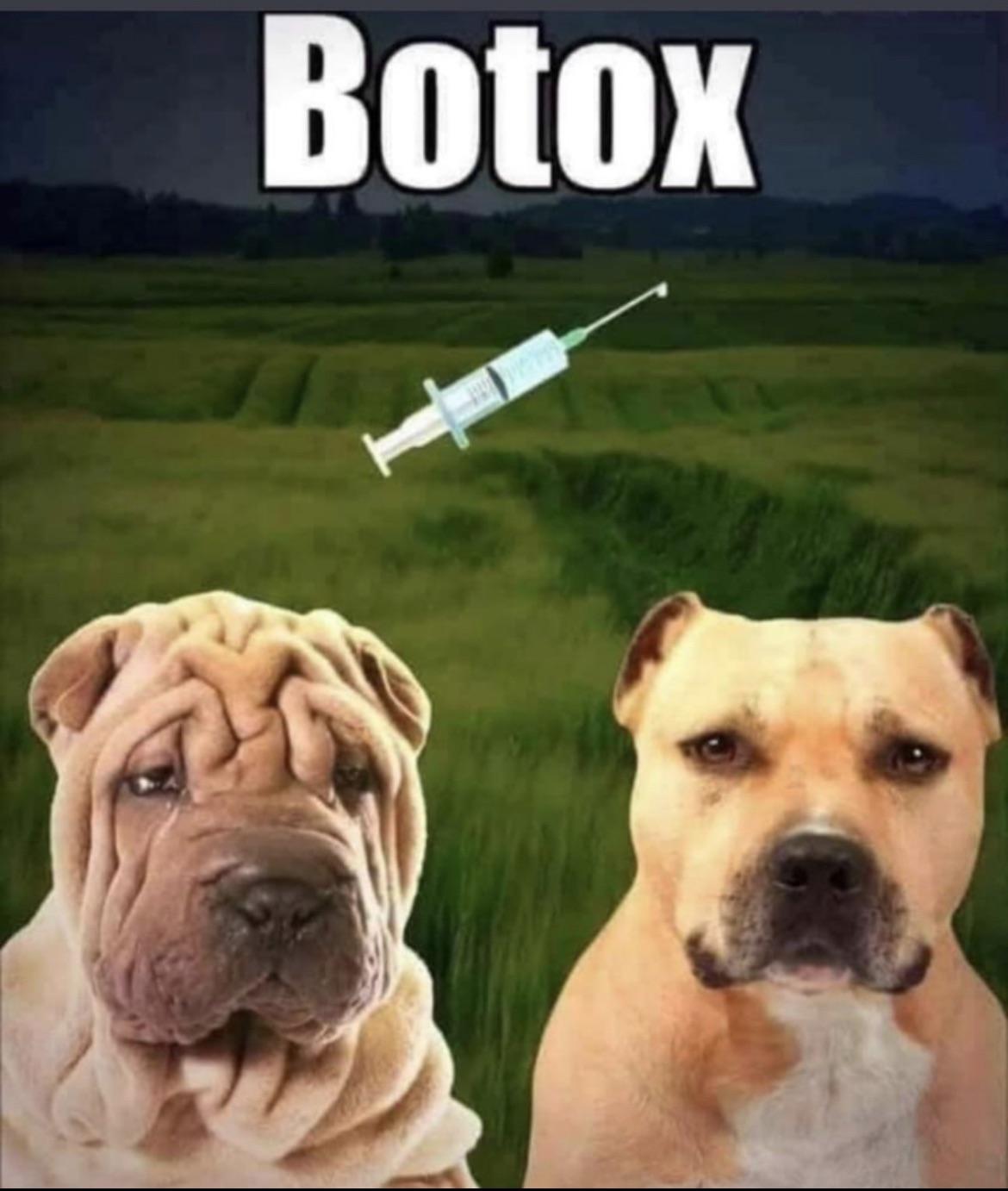 Botox Dog 🤣🤣🤣