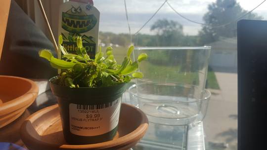 Bought my first venus fly trap! Is the clear pot a good home for it?