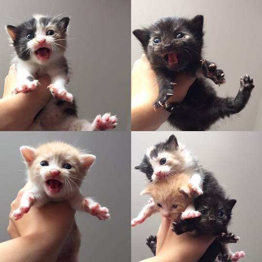 My cat had kittens. Here are all 3 of them!