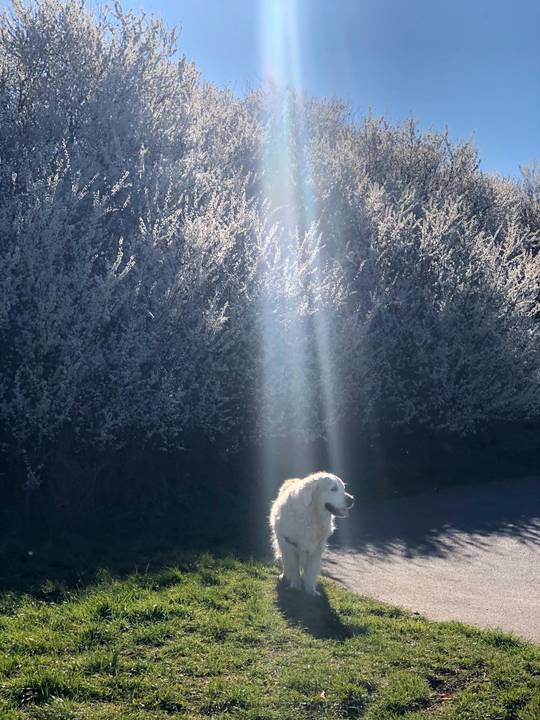 BOW DOWN TO THE HOLY DOGGO