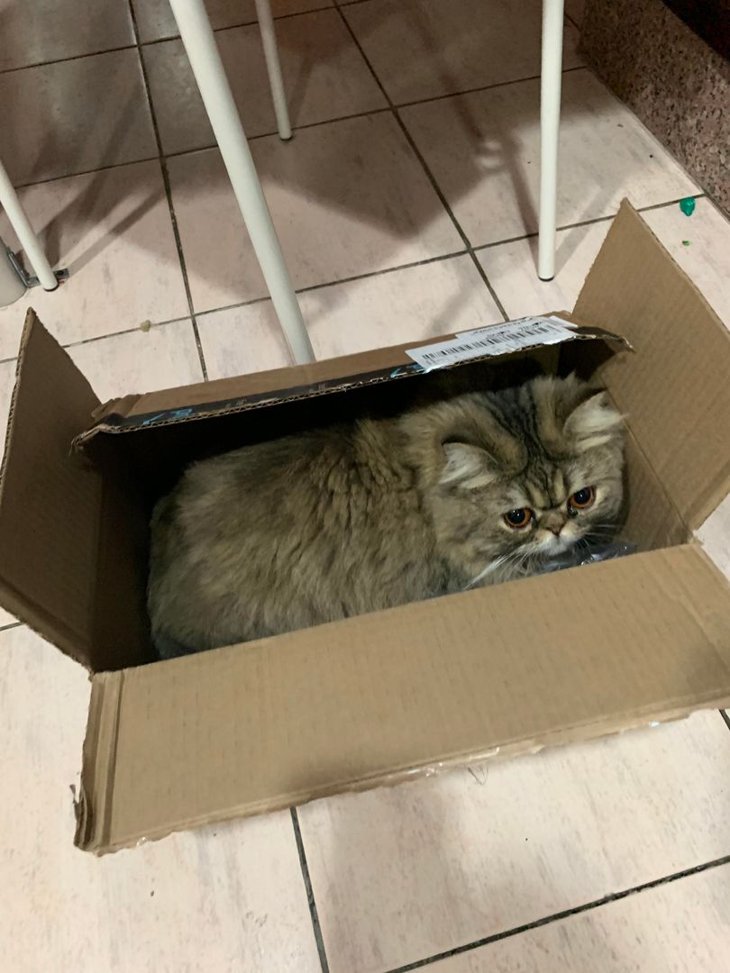 Box-cat
